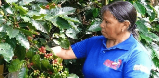 La Guaira: Continúan acciones para impulsar programa Plan Café Programa Plan Café