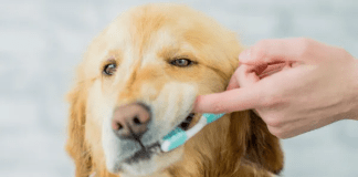 el dolor de dientes en perros