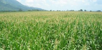 Desarrollo agrícola