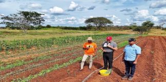Plan Conuquero impulsa la producción y soberanía alimentaria plan conuco impulsa