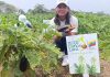 Movimientos campesinos se incorporarán a los conucos escolares Movimientos campesinos