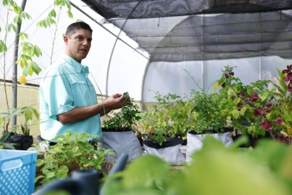 Científico venezolano Víctor Rodrigues estudia mejorar el sabor de la estevia