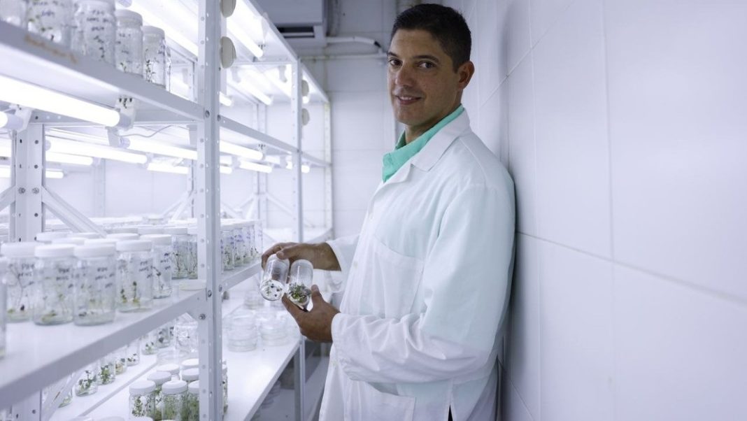 Científico venezolano estudia mejorar el sabor de la estevia