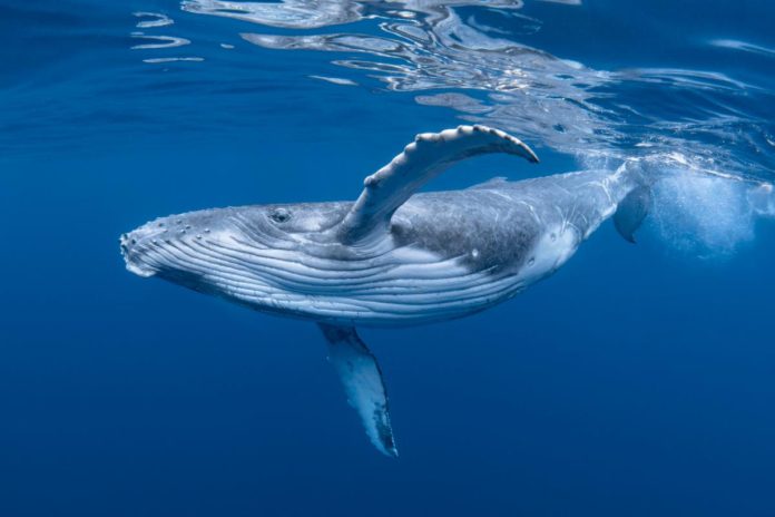 ballenas