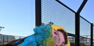 Club de pádel en Caracas