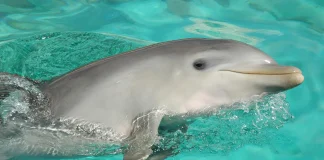 especies marinas
