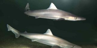 nacimiento de tiburón cazón en cautiverio