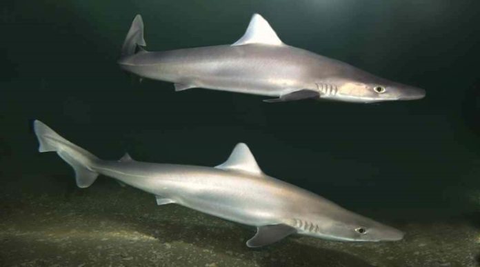 nacimiento de tiburón cazón en cautiverio nacimiento de tiburón cazón en cautiverio