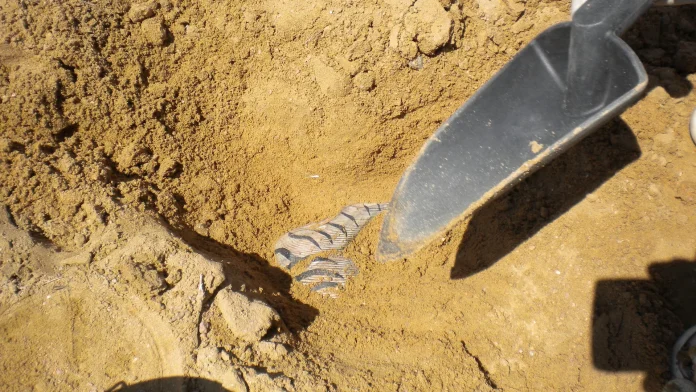 Hallan en los Países Bajos un zapato de madera de 500 años