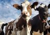 Feria Agropecuaria 2025 resaltará el trabajo en el campo Feria Agropecuaria 2025