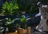 Brasil: Reportan 15 muertes por dengue en lo que va de 2025 Muertes por dengue