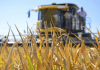 Producción de arroz creció 26 % en 2024