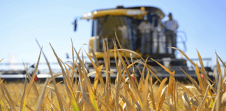 Producción de arroz creció 26 % en 2024