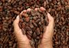 En Venezuela, el cacao es mejorado por el Centro Nacional de Tecnología Química El cacao venezolano