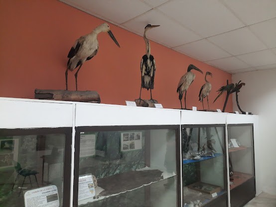 Durante una inspección en las instalaciones de la Estación Biológica Rancho Grande, ubicada en el kilómetro 12 de la carretera Ocumare de la Costa de Oro en el estado Aragua, el ministro del Poder Popular para el Ecosocialismo, Josué Lorca, anunció que la institución reabrirá sus puertas como Centro Científico Pedagógico de Fauna Silvestre.

El representante de la cartera ministerial detalló que actualmente se efectúan labores de renovación y de mantenimiento a la colección que poseen más de 66 mil especies de fauna silvestre.

Desde el área de Herpetología, espacio donde conservan y estudian reptiles y anfibios, Lorca destacó que esta es "una importante gama para el estudio de nuestros estudiantes a nivel básico y universitario".

Además, indicó que el lugar cuenta con un Centro de Conservación Fotogénica, donde poseen las principales especies de semillas del país en su conservación, usadas también por los integrantes de la Misión Árbol y la Compañía Nacional de Reforestación en Venezuela.

El Ministro subrayó que Rancho Grande "alberga la colección más grande de especímenes de faunas silvestres en Latinoamérica, (...) este gran eje de investigación científica estará abierto para todos los venezolanos y extranjeros".
Esta estación biológica fue inaugurada en 1950 y alberga una impresionante colección de ejemplares.

Estación Biológica Rancho Grande
TE INTERESA LEER TAMBIÉN: Pueblo revolucionario en masa se reúne para acompañar juramentación del presidente Nicolás Maduro
Estación Biológica Rancho Grand

Entre los logros más importantes de los últimos 40 años está el descubrimiento del Paso Portachuelo, una de las rutas migratorias de aves e insectos más importantes en Sudamérica, utilizada por las aves migratorias para entrar al país.

 Estación Biológica Rancho Grande
