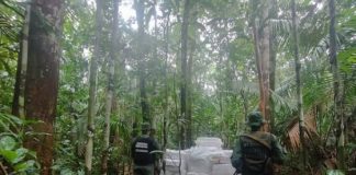 Incautados 5000 kilogramos de droga