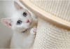 ¿Por qué los gatos blancos con ojos azules son sordos? los gatos blancos