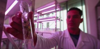 Laboratorio de Mejoramiento Genético asegura soberanía agrícola de Venezuela