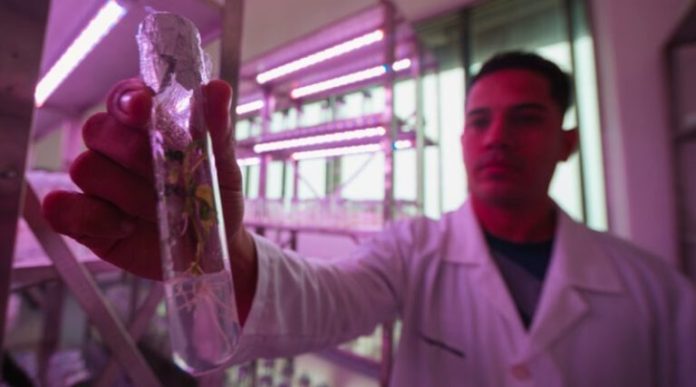 Laboratorio de Mejoramiento Genético asegura soberanía agrícola de Venezuela
