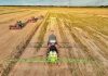 Siembra de arroz