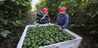 Aguacates de Yaracuy conquistan mercados internacionales