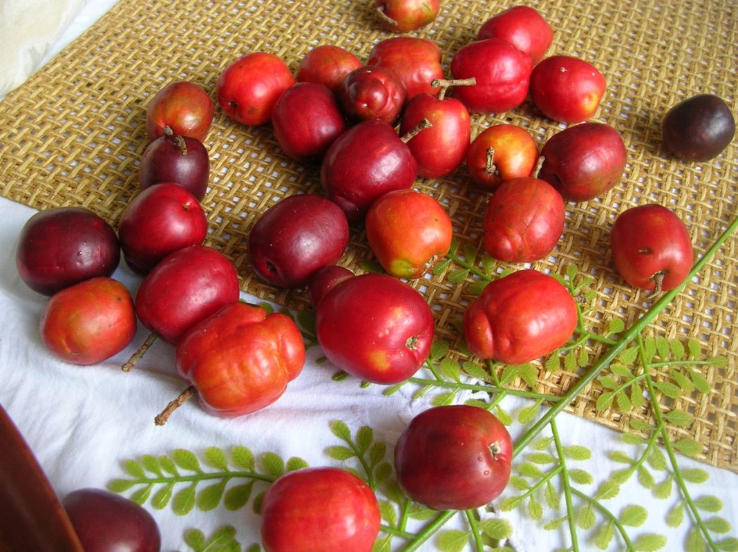 Ciruela de huesito o criolla-cirgüela de güesito Ciruela de huesito o criolla-cirgüela de güesito