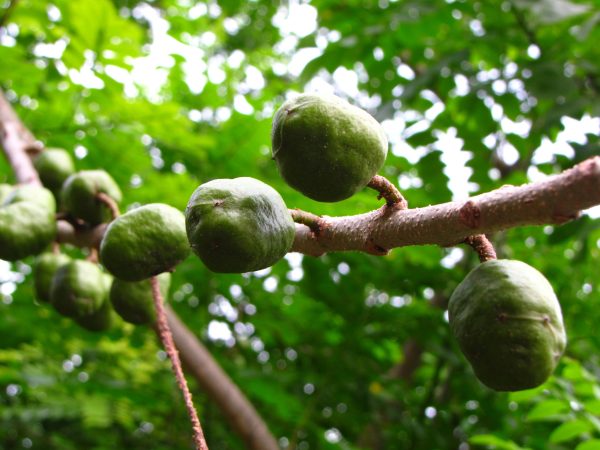 Ciruela de huesito o criolla-cirgüela de güesitoárbolito-fruta verde