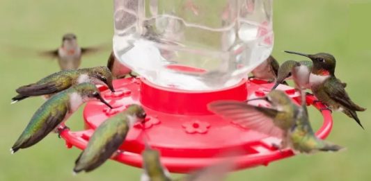 Bebederos para colibríes