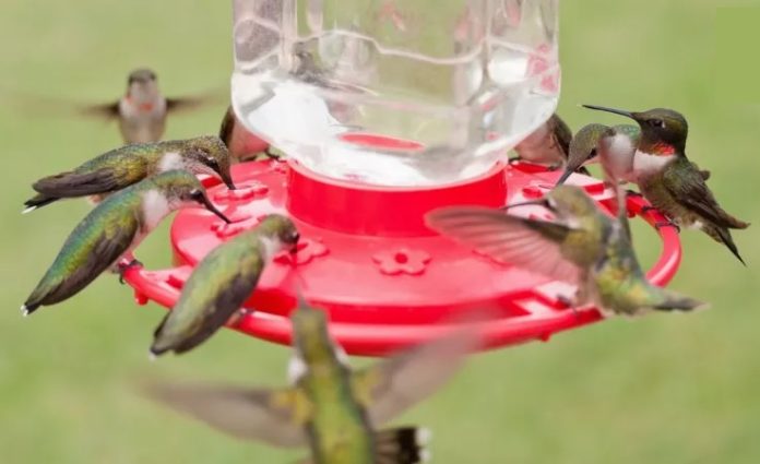 Bebederos para colibríes