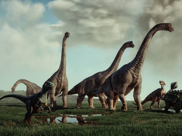 reptiles de aire