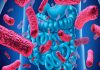 Sigue estos consejos para poder mejorar tu microbiota intestinal La microbiota intestinal