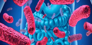 La microbiota intestinal