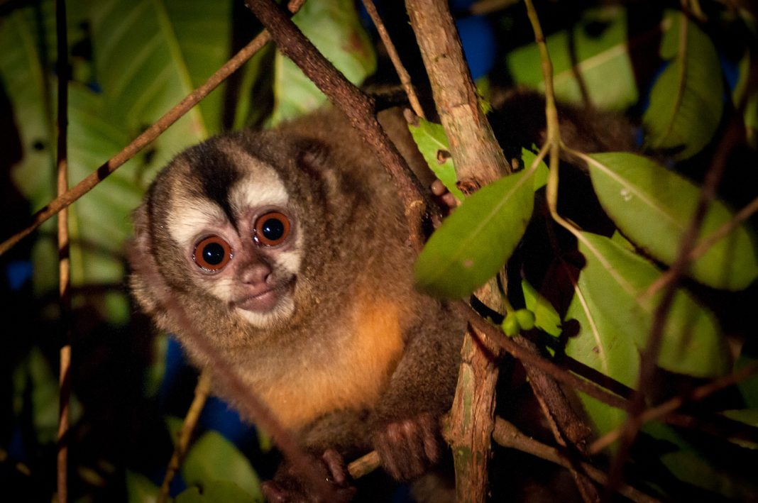 Aumenta el tráfico de fauna
