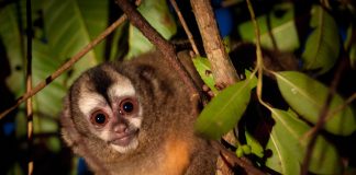 Aumenta el tráfico de fauna protegida en Latinoamérica Aumenta el tráfico de fauna