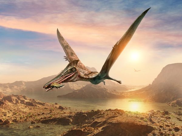 Hatzegopteryx