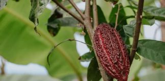 cacao CCN-51