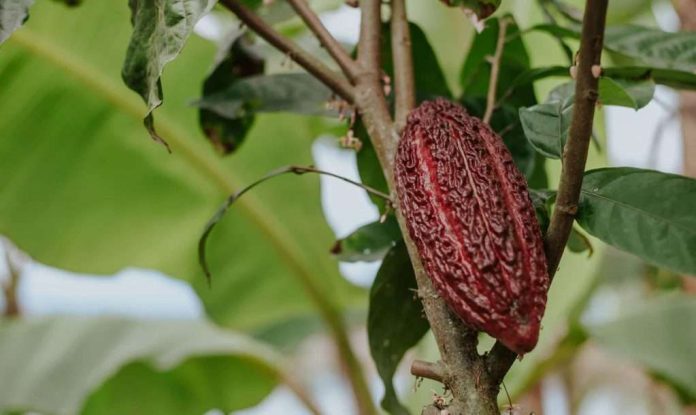 cacao CCN-51 cacao CCN-51