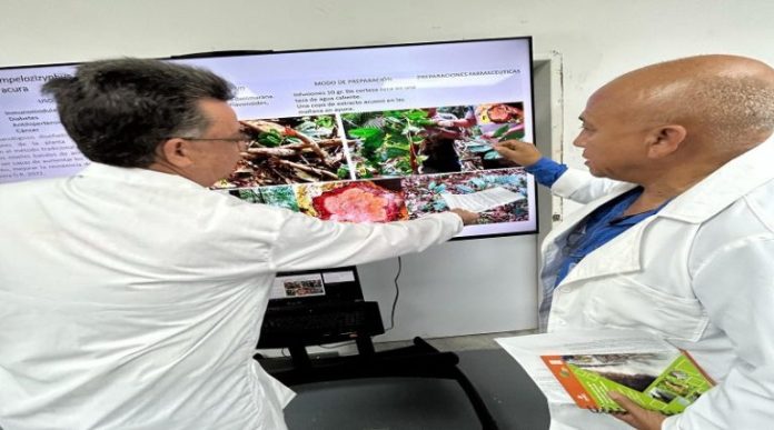 Avanza investigación para crear té anticancerígeno en Amazonas