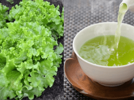 Té de lechuga para dormir mejor… ¿Mito o realidad? Té de lechuga