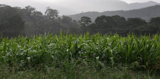 Alianza Científico – Campesina