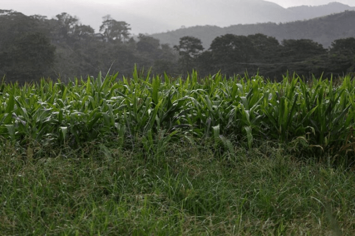 Alianza Científico – Campesina