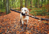 12 cosas que no debes hacer con tu perro Tu perro