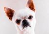 Conoce las 8 razones de un perro enojado Perro enojado