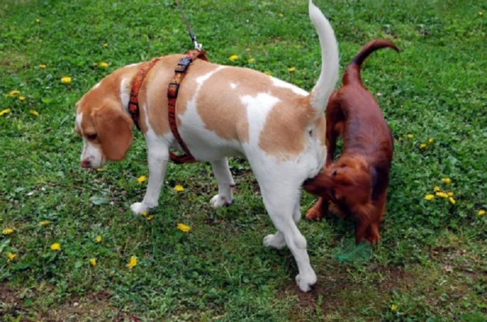 El celo en los perros machos