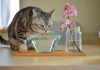 ¿Sabes cuántas veces al día debe tomar agua un gato? Un gato