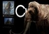 Estos son los próximos animales extintos que la empresa Colossal Biosciences quiere revivir La resurrección del mamut lanudo