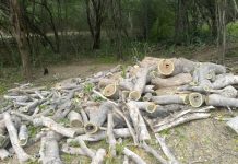 Carta pública al ministro Ricardo Molina por situación del semiárido larense semiárido larense-deforestación