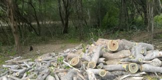 semiárido larense-deforestación