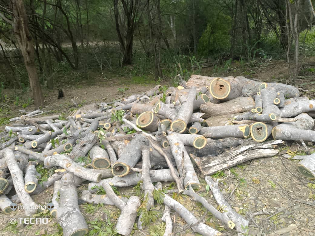 el paisaje-tala semiárido larense-deforestación