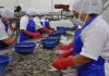 Venezuela ocupa el décimo lugar mundial como país exportador de camarón